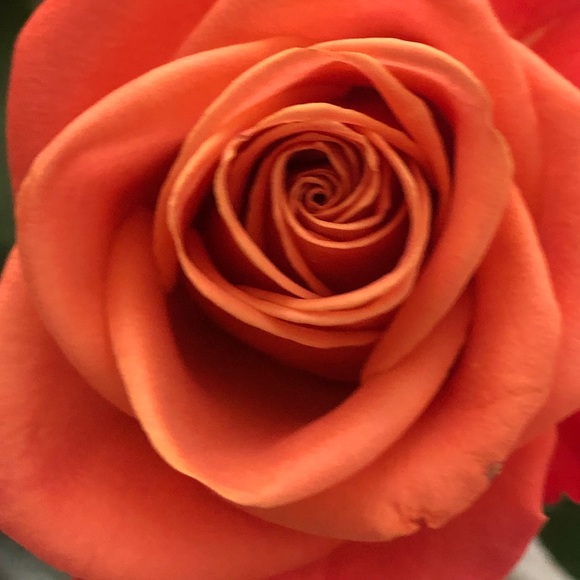 Meet your Posher, Maria - Picture 1 of 1